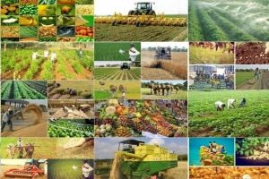 ایران در دولت سیزدهم در کدام کالاهای اساسی خودکفا شد؟ / عمار هاشمی