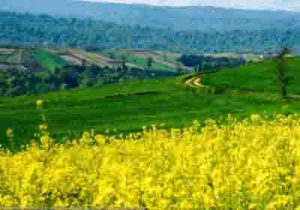 اجرای طرح جهش تولید در دیم‌زارها در ۲۵ استان کشور