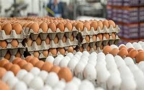تلاش اتحادیه مرغداران برای تامین تخم مرغ در نیمه دوم سال / نگرش اقتصادی