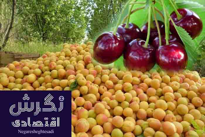 کرمان رتبه نخست سطح زیرکشت گیلاس و زردآلوی ایران را دارد