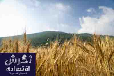 تامین امنیت غذایی کشور با استفاده از منابع مالیاتی در دولت سیزدهم / نگرش اقتصادی