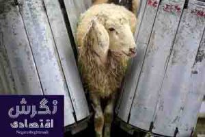 تداوم طرح تشدید نظارت بهداشتی و شرعی تا اربعین حسینی