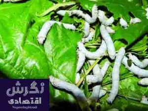 رئیس مرکز تحقیقات ابریشم کشور