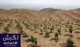 دبیر ستاد اجرایی طرح مردمی کاشت یک میلیارد درخت