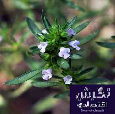 معرفی دو ژنوتیپ برتر آویشن دنایی / نگرش اقتصادی