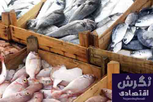 ماهی شمال ماهی جنوب