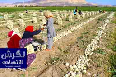 خرید توافقی ۵ میلیون تن محصول کشاورزی