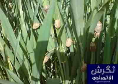 مدیر کل دفتر مبارزه با آفات عمومی و همگانی سازمان حفظ نباتات
