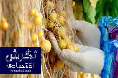 معاون موسسه تحقیقات ثبت و گواهی بذر و نهال