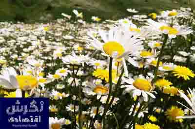هدفگذاری تولید ۷۰۰ هزار تن گیاهان دارویی در کشور