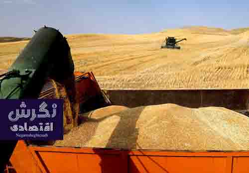 پرداخت مطالبات کشاورزان به ۸۵ درصد رسید خرید ۲۴۱ هزار تن گندم در کرمان