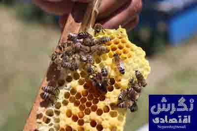 پرداخت ۵۷۰ میلیارد ریال تسهیلات به زنبورداران
