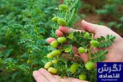 کرمانشاه همچنان سردمدار تولید نخود در کشور