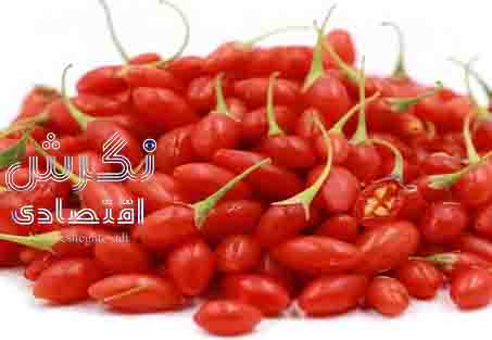 «گوجی‌بِری» گزینه مناسب برای تغییر الگوی کشت در شاهرود