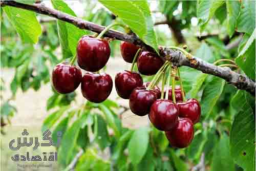 گیلاس تهران در سبداقتصادی/