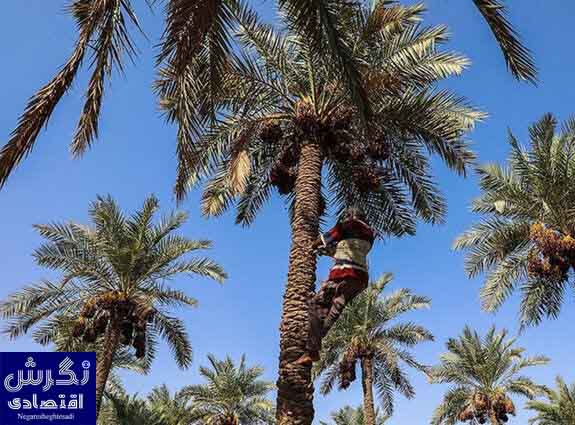 آغاز خرید توافقی خرما در خرمشهر