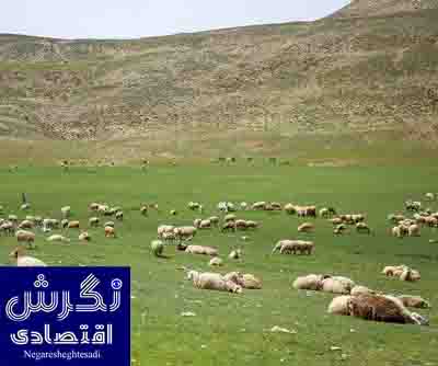 اجرای ۲۴.۹ میلیون هکتار طرح مرتعداری در کشور