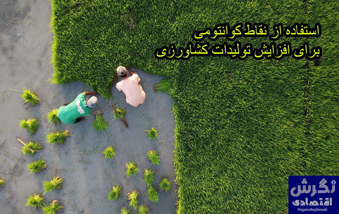 استفاده از نقاط کوانتومی برای افزایش تولیدات کشاورزی