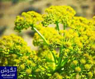 توسعه کشت گیاه دارویی «آنغوزه»