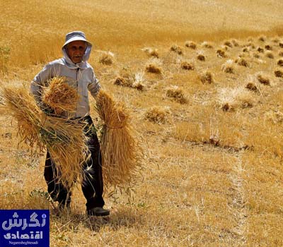 حدود ۸۵۰۰ میلیارد تومان طلب گندمکاران استان کرمانشاه پرداخت شد