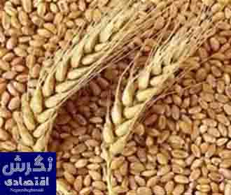 خرید تضمینی گندم از مرز 11.9 میلیون تن عبور کرد