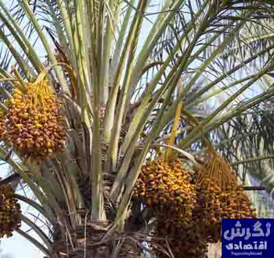 صادرات خرمای شادگان به کشورهای حوزه خلیج فارس و اروپای شرقی