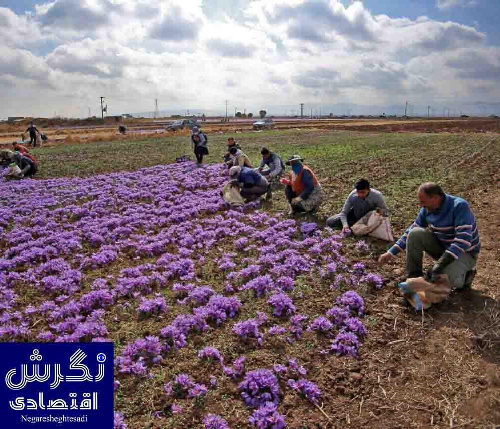 گیاهان دارویی از فارس