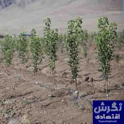 طرح کاشت یک میلیارد درخت