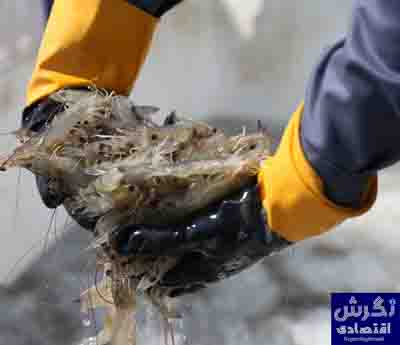فصل برداشت میگوی پرورشی بدون بروز بیماری در خوزستان آغاز شد