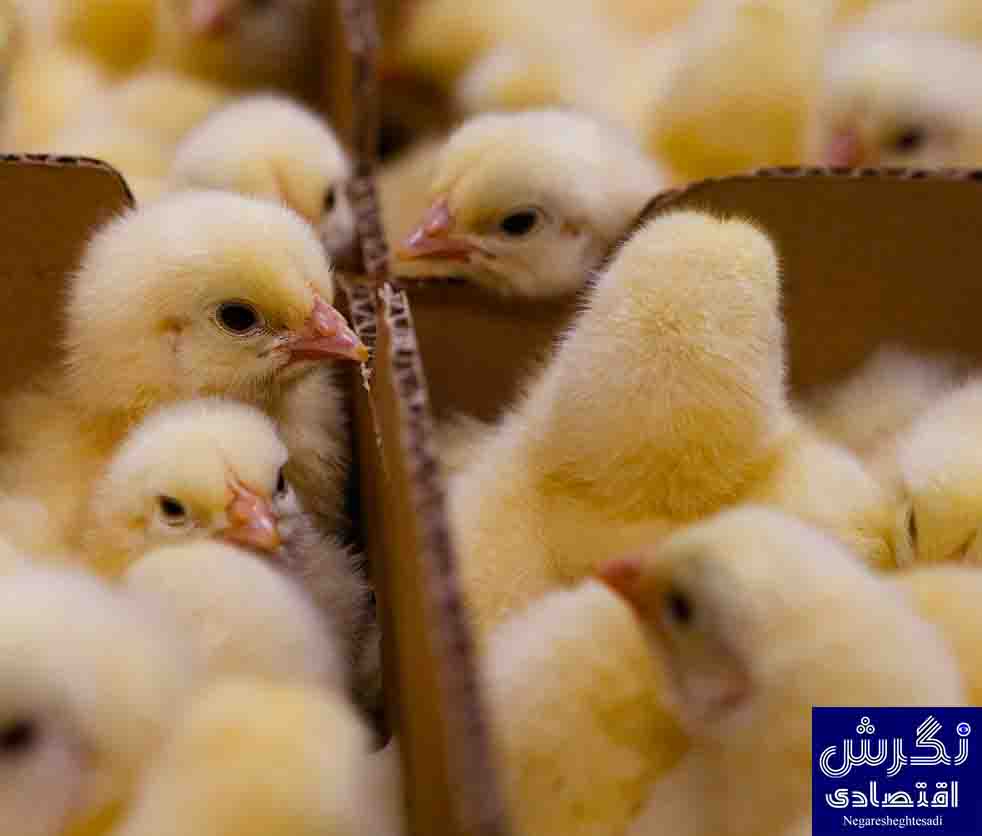 نگرش اقتصادی: وجوه گرانفروشی «جوجه یکروزه» به مرغداران بازگردانده می‌شود