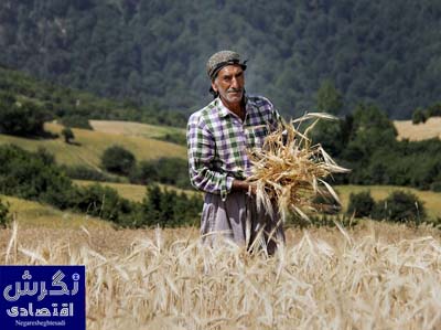 پرداخت مطالبات گندمکاران به ۱۲۱ همت رسید