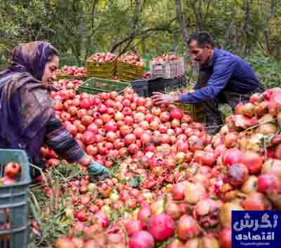 پیش بینی برداشت یک هزار و ۵۰۰ تن انار از باغات اندیکا