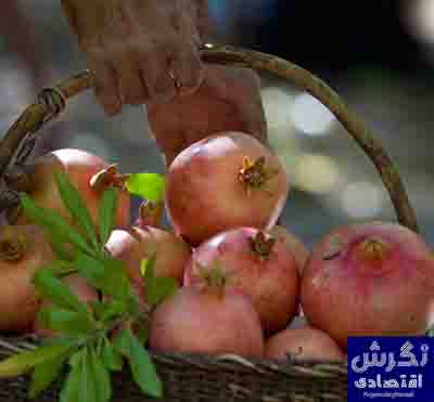 رئیس انجمن ارگانیک ایران