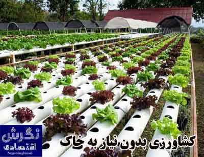 کشاورزی بدون نیاز به خاک / فاطمه عرب زاده