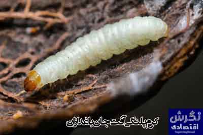 کرم پلنگی آفت جان باغداران