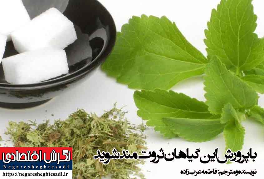 با پرورش این گیاهان ثروت مند شوید / نویسنده و مترجم: فاطمه عرب زاده