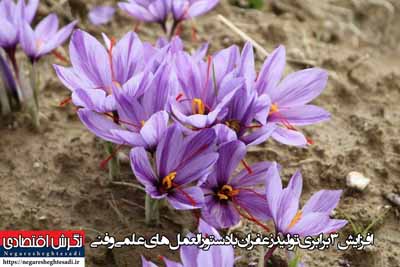 افزایش ۳ برابری تولید زعفران با دستورالعمل‌های علمی و فنی