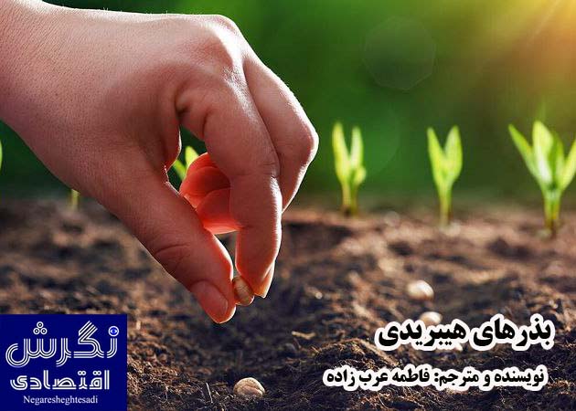 بذرهای هیبریدی / نویسنده و مترجم: فاطمه عرب زاده