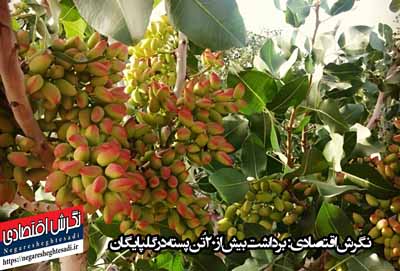 نگرش اقتصادی: برداشت بیش از ۲۰ تُن پسته در گلپایگان