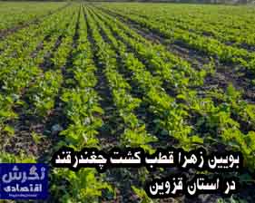 به گزارش خبرنگار نشریه نگرش اقتصادی