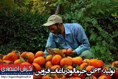 مدیر باغبانی سازمان جهاد کشاورزی قزوین