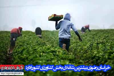 خراسان‌رضوی بیشترین شاغلان بخش کشاورزی کشور را دارد