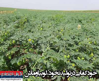 خودکفایی در تولید نخود، لوبیا و ماش
