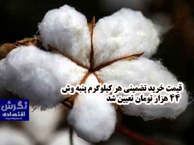 قیمت خرید تضمینی هر کیلوگرم پنبه وش ۴۴ هزار تومان تعیین شد