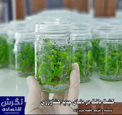 به گزارش خبرنگار نشریه نگرش اقتصادی