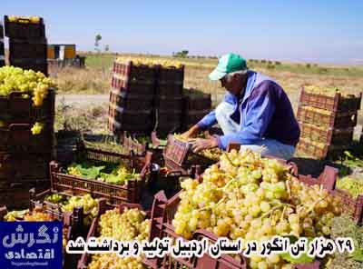 ۲۹ هزار تن انگور در استان اردبیل تولید و برداشت شد