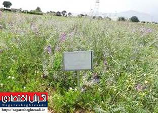 ۱۴۵۰ تن بذور مرتعی در سال جاری نیاز است
