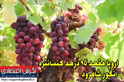 اروپا مقصد ۹۵ درصد کنسانتره انگور شاهرود