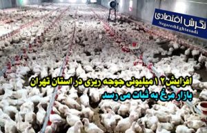 بازار مرغ به ثبات می رسد افزایش۱۲میلیونی جوجه ریزی در استان تهران؛بازار مرغ به ثبات می رسد