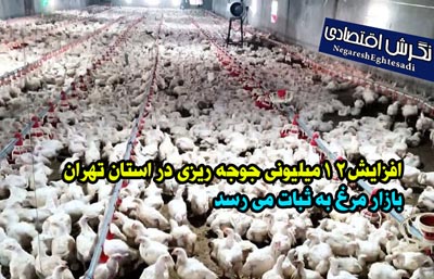 نگرش اقتصادی؛بازار مرغ به ثبات می رسد